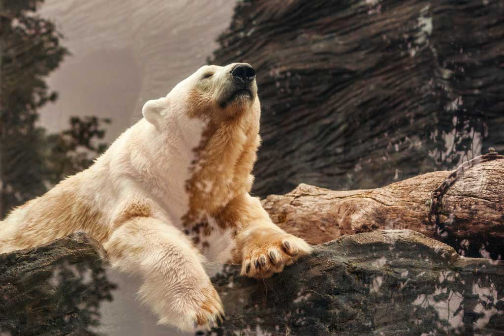 polar bear laying down on rock