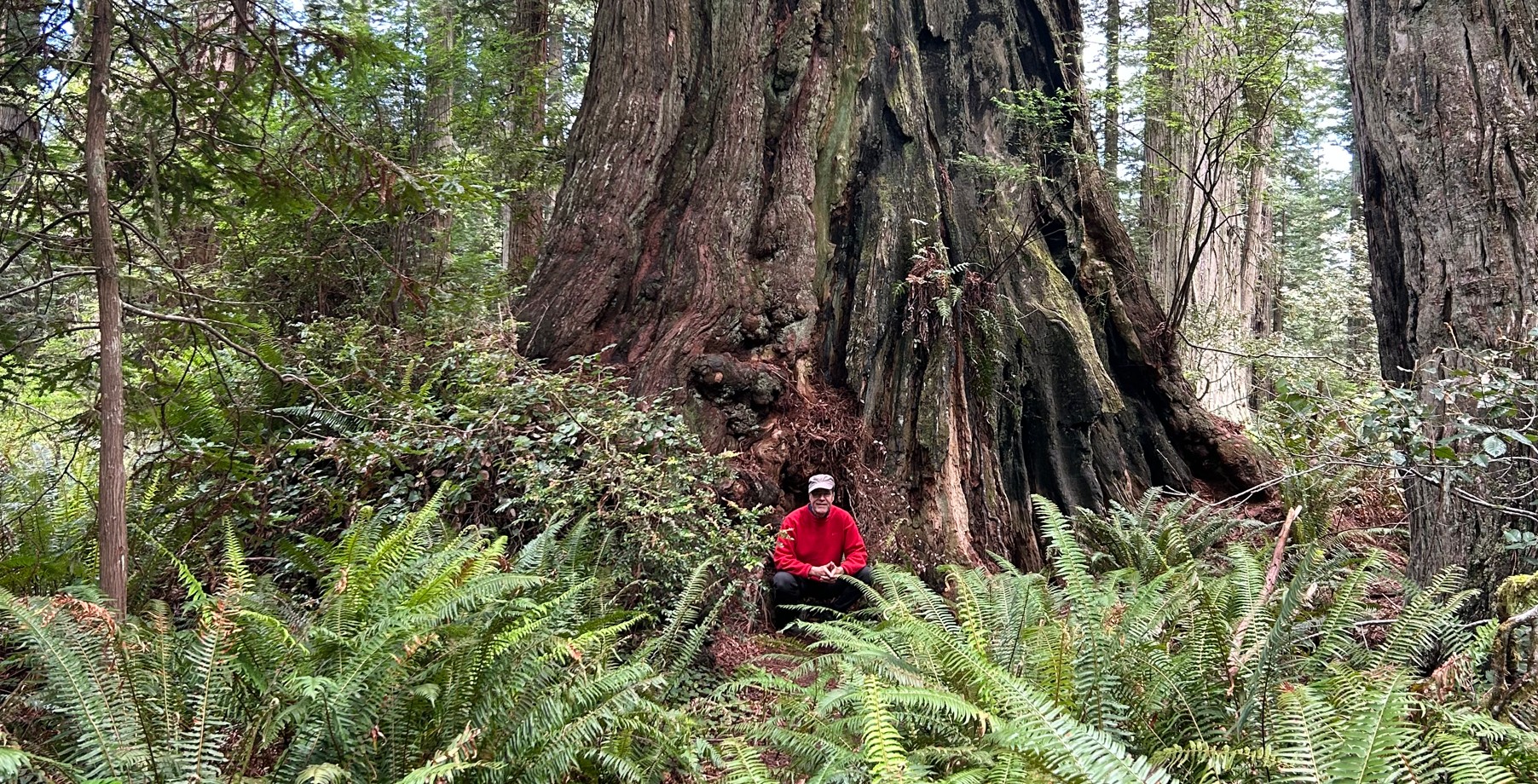 Mathis in Redwood forest